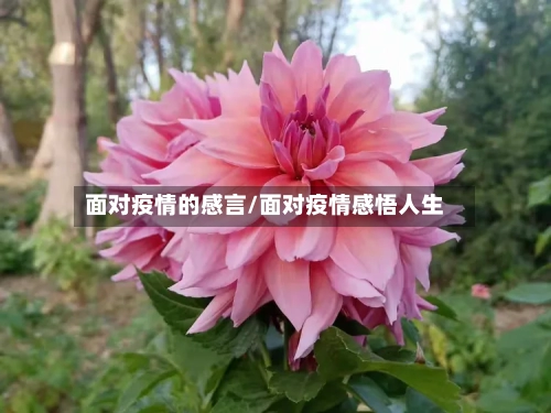 面对疫情的感言/面对疫情感悟人生