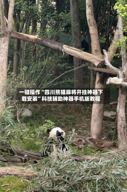 一键操作“四川熊猫麻将开挂神器下载安装	”科技辅助神器手机版教程-第2张图片