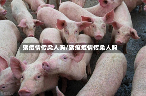 猪疫情传染人吗/猪瘟疫情传染人吗