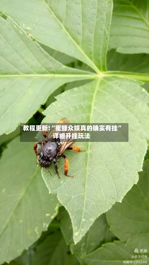 教程更新!“蜜蜂众娱真的确实有挂	”详细开挂玩法-第2张图片